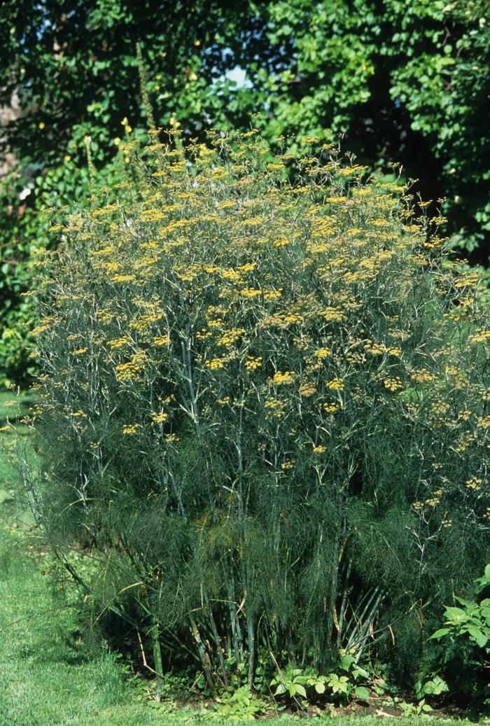 Foeniculum vulgare 
