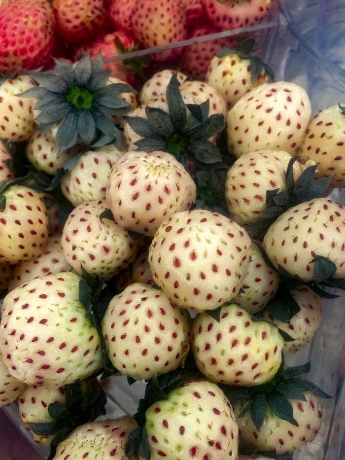 Fragaria White Carolina