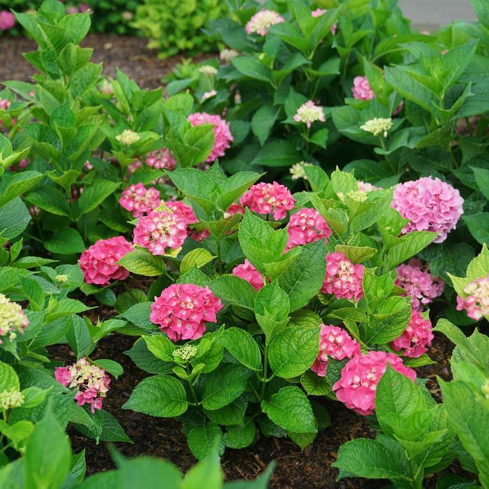 Hydrangea macrophylla Let's Dance Big Band&reg; 