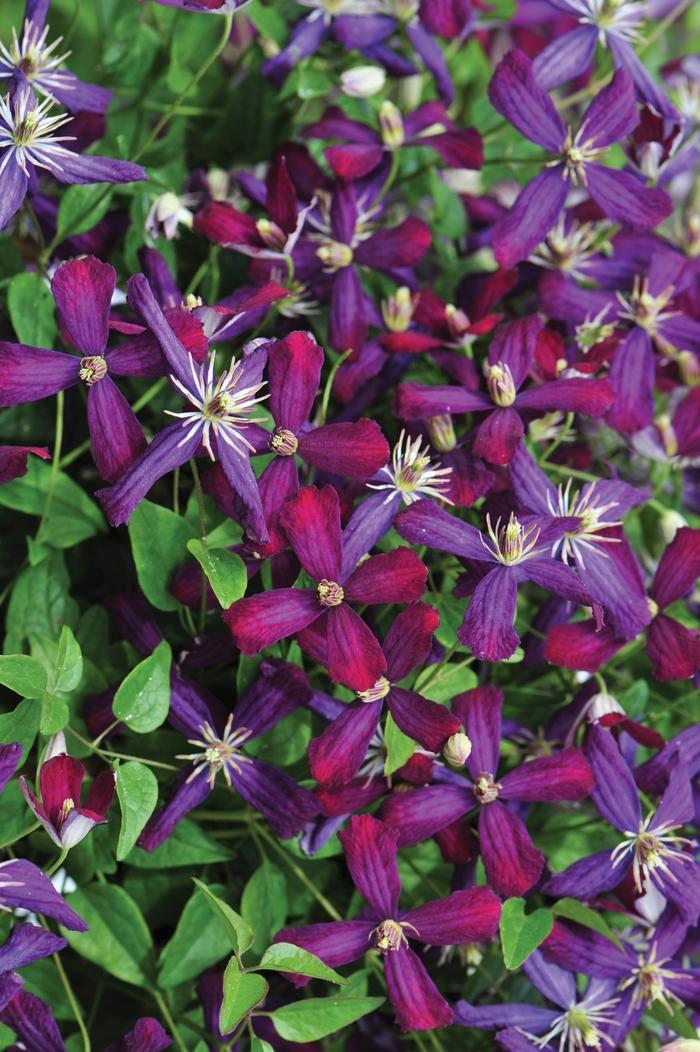 Clematis Sweet Summer Love