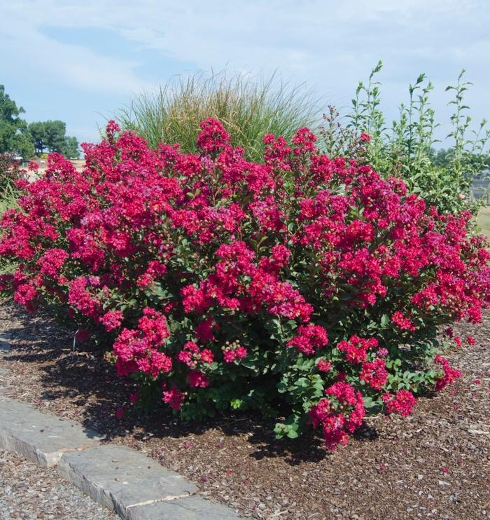 Lagerstroemia Princess&trade; Kylie