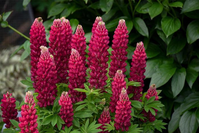 Lupinus polyphyllus Mini Gallery&trade; Red