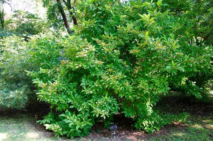 Magnolia Susan