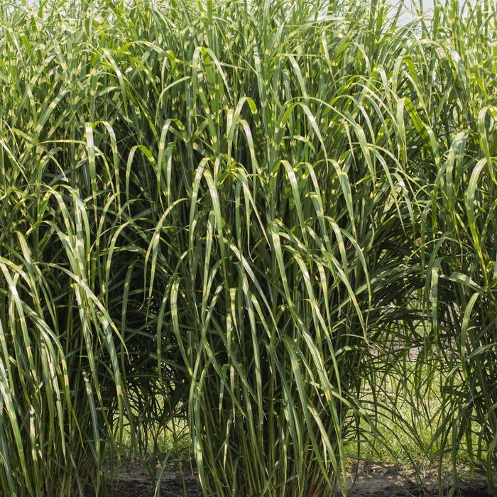 Miscanthus sinensis High Frequency