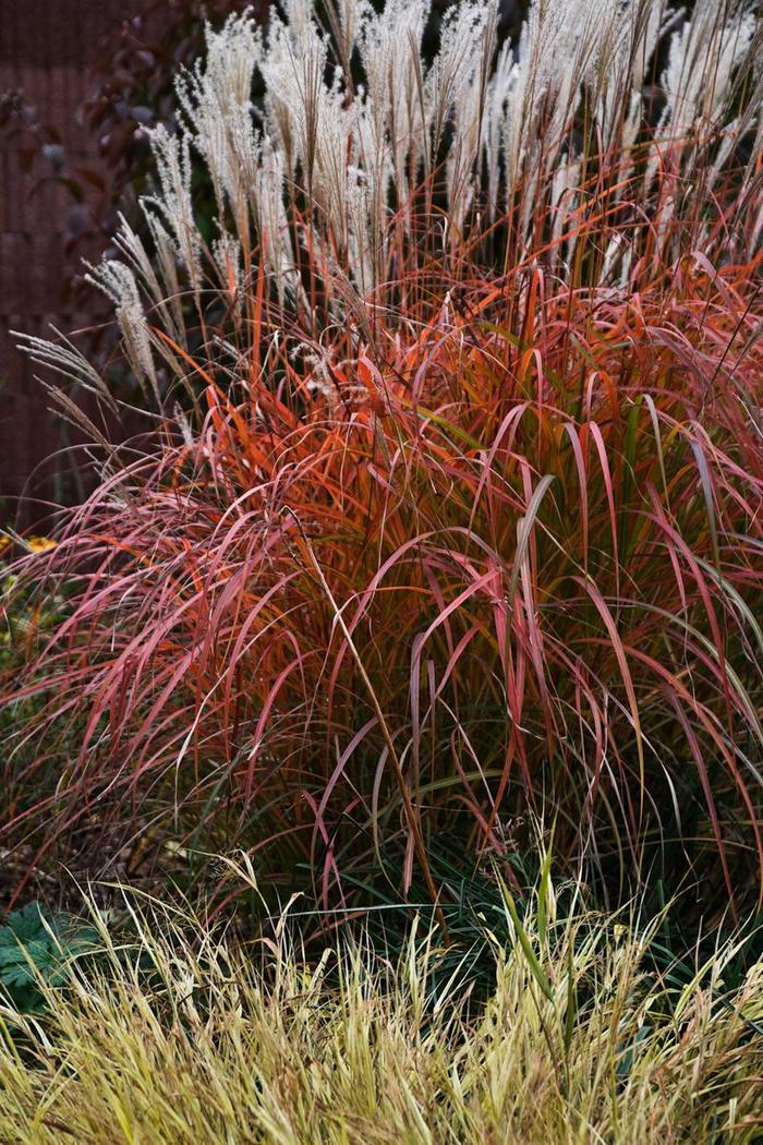 Miscanthus sinensis Mystal&trade; Fire Dragon