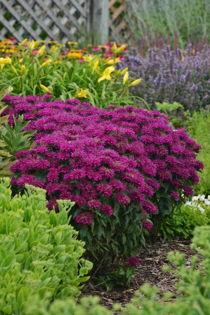 Monarda didyma Sugar Buzz&reg; Grape Gumball