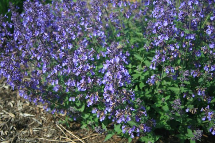 Nepeta x faassenii Junior Walker&trade;