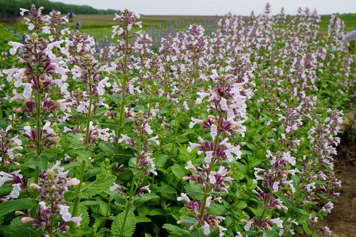 Nepeta x faassenii Whispurr&trade; Pink