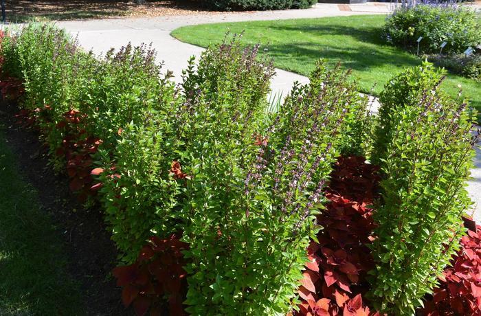 Ocimum basilicum Everleaf Thai Towers