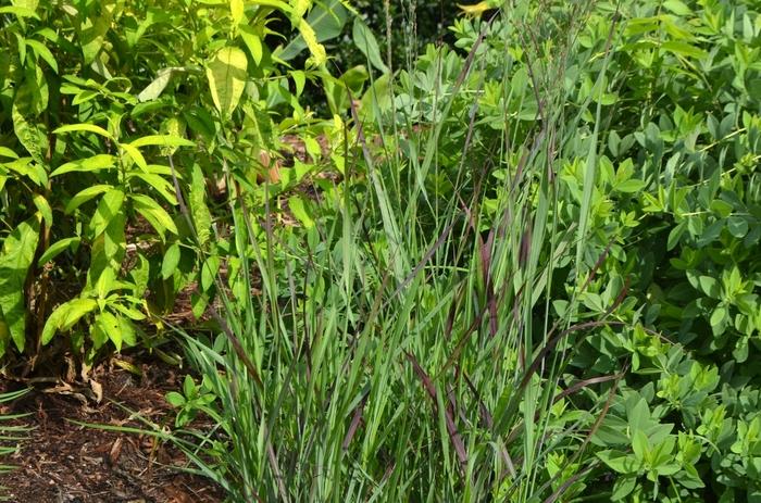 Panicum virgatum Ruby Ribbons