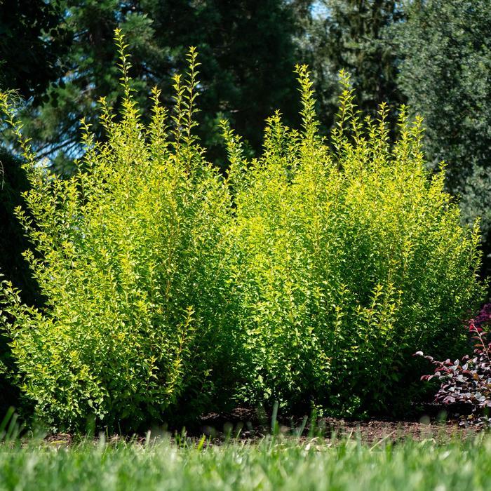 Physocarpus opulifolius Cougar Cub&trade;