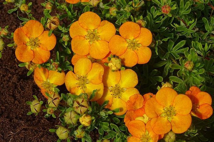 Potentilla fruticosa Bella Sol&reg;