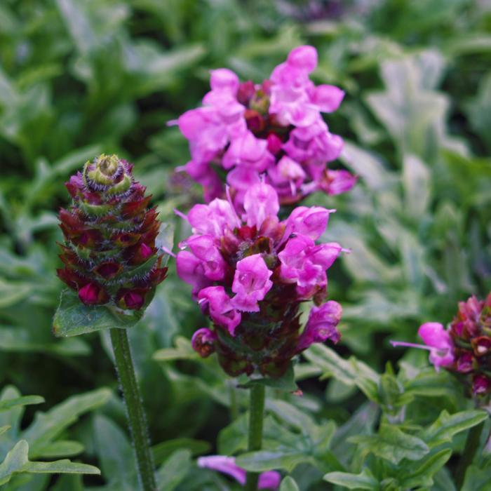Prunella Summer Daze