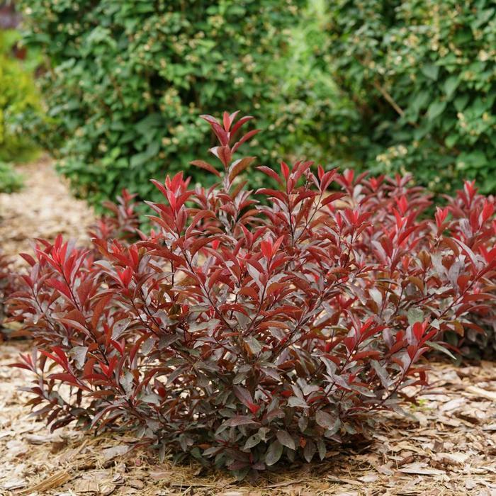 Prunus x cistena Stay Classy&reg;
