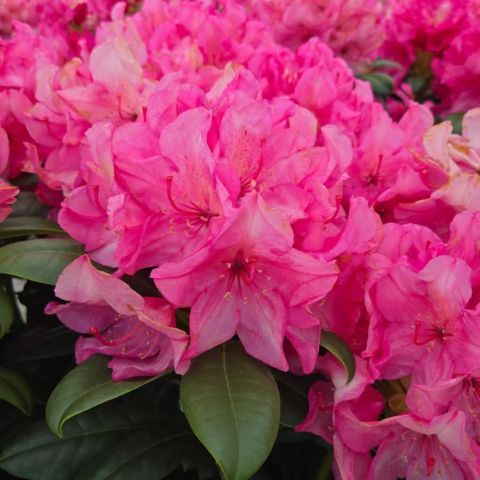 Rhododendron Holden's Fuchsia