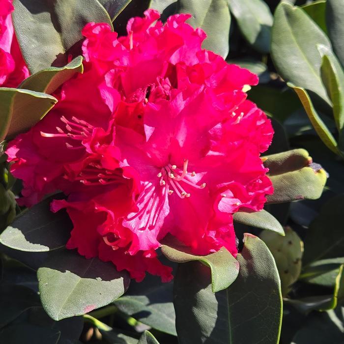 Rhododendron Holden's Red