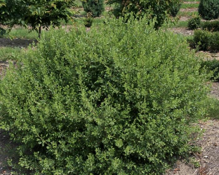Rhus aromatica Lacette&trade;