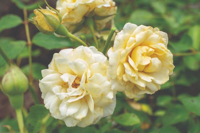 Rosa Buttercream Drift&reg;