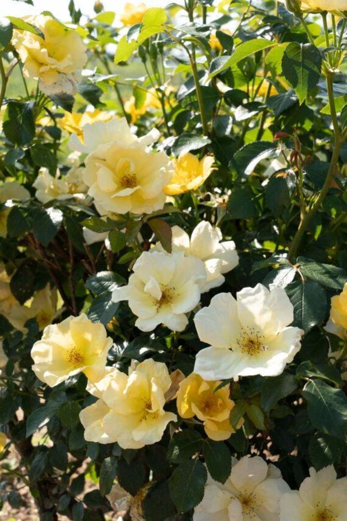 Rosa Knock Out&reg; Easy Bee-zy&trade;