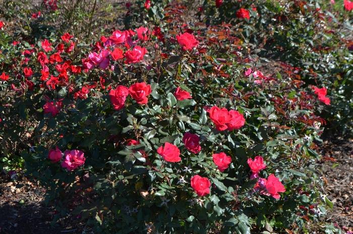Rosa Knock Out&reg; 