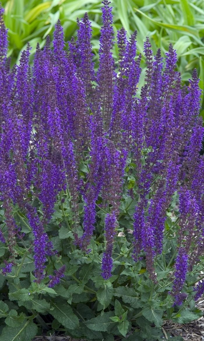 Salvia nemorosa East Friesland (Ostfriesland)