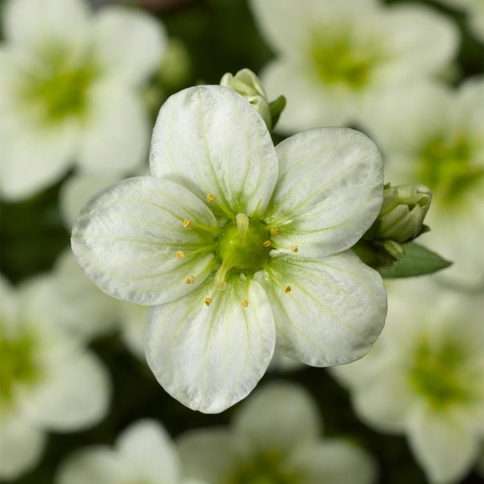 Saxifraga x arendsii Touran&trade; White