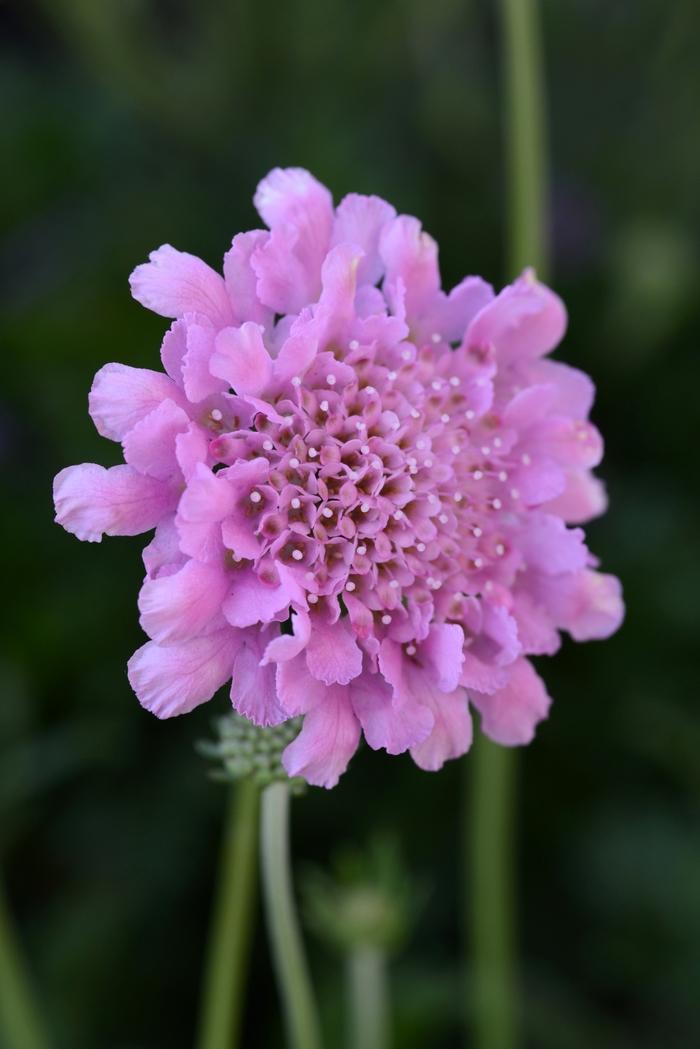 Scabiosa columbaria Flutter&trade; Rose Pink