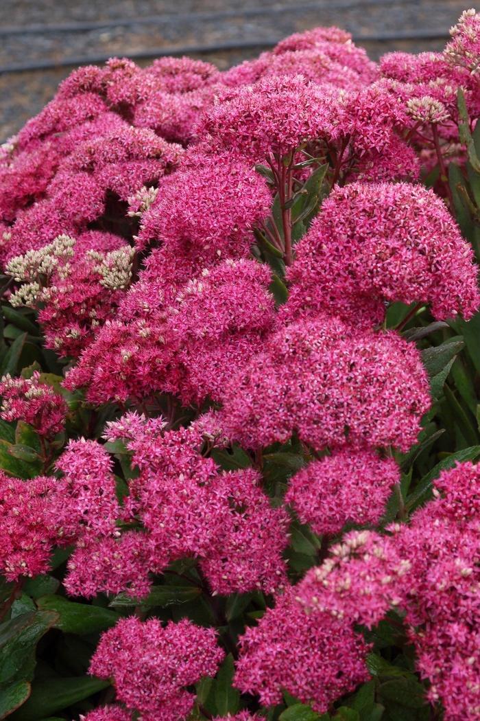 Sedum Mr. Goodbud