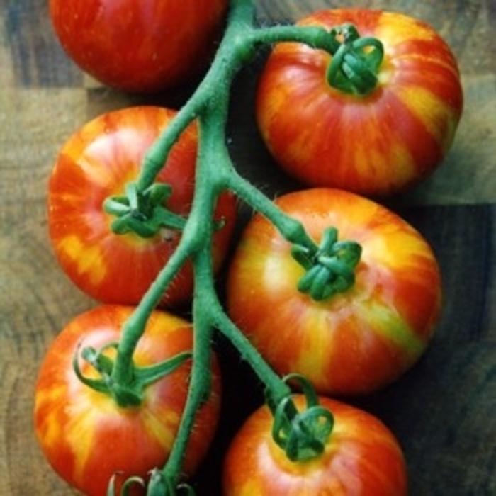 Solanum lycopersicon Mr. Stripey