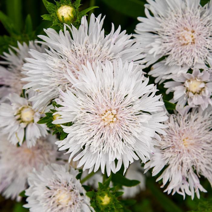 Stokesia laevis Totally Stoked&trade; Whitecaps