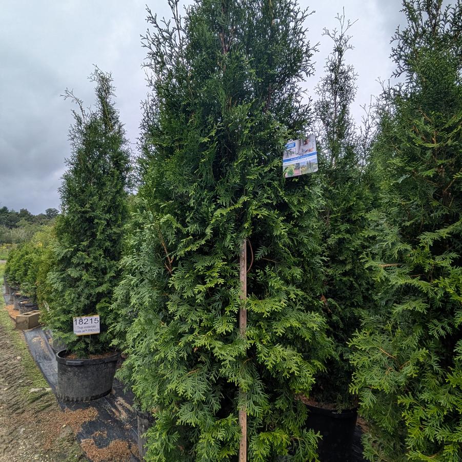 Thuja occidentalis 'Private Jet™' - Arborvitae from Canterbury Horticulture