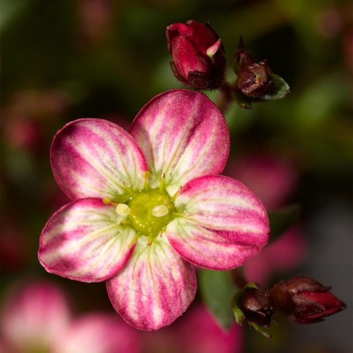 Saxifraga x arendsii Alpino Early&trade; Picotee
