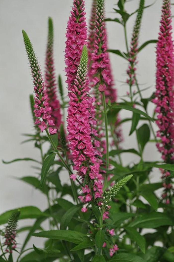 Veronica longifolia Vernique&reg; Raspberry