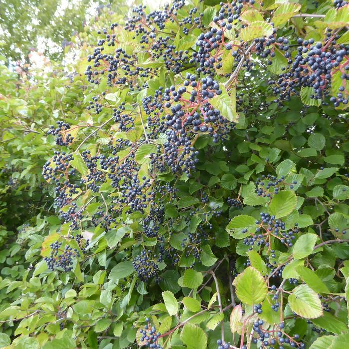 Viburnum dentatum Northern Burgundy&trade;