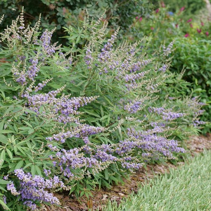 Vitex agnus-castus Rock Steady&reg;