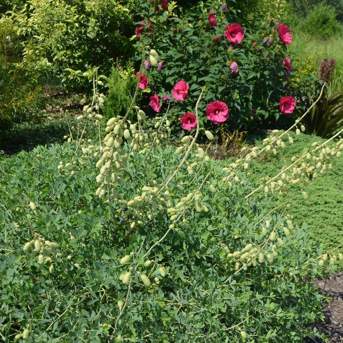 Baptisia australis alba 