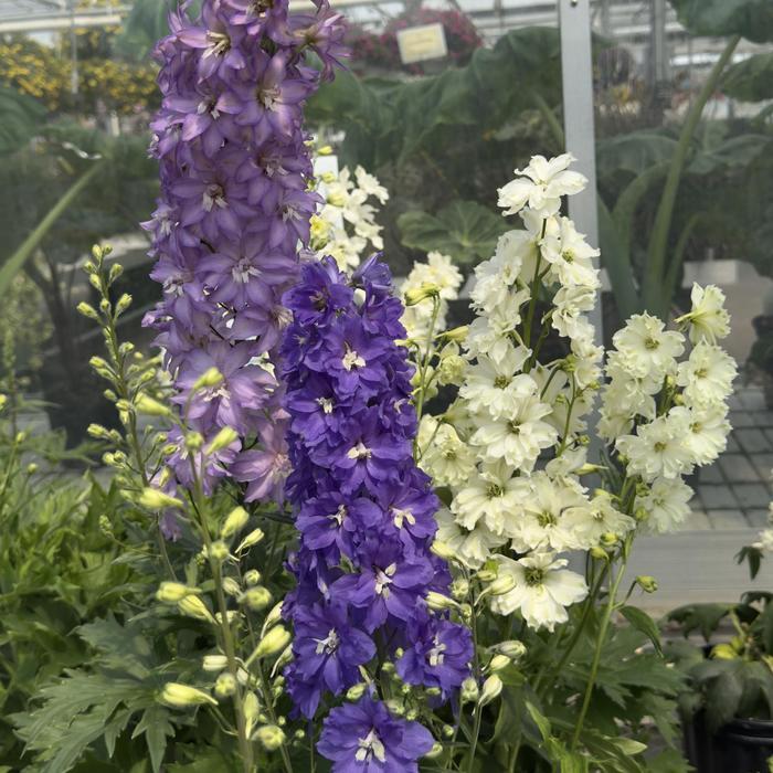 Delphinium New Zealand Mini Stars