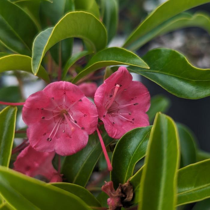 Kalmia latifolia Show Time