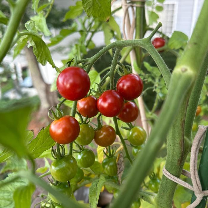 Solanum lycopersicon Supersweet 100