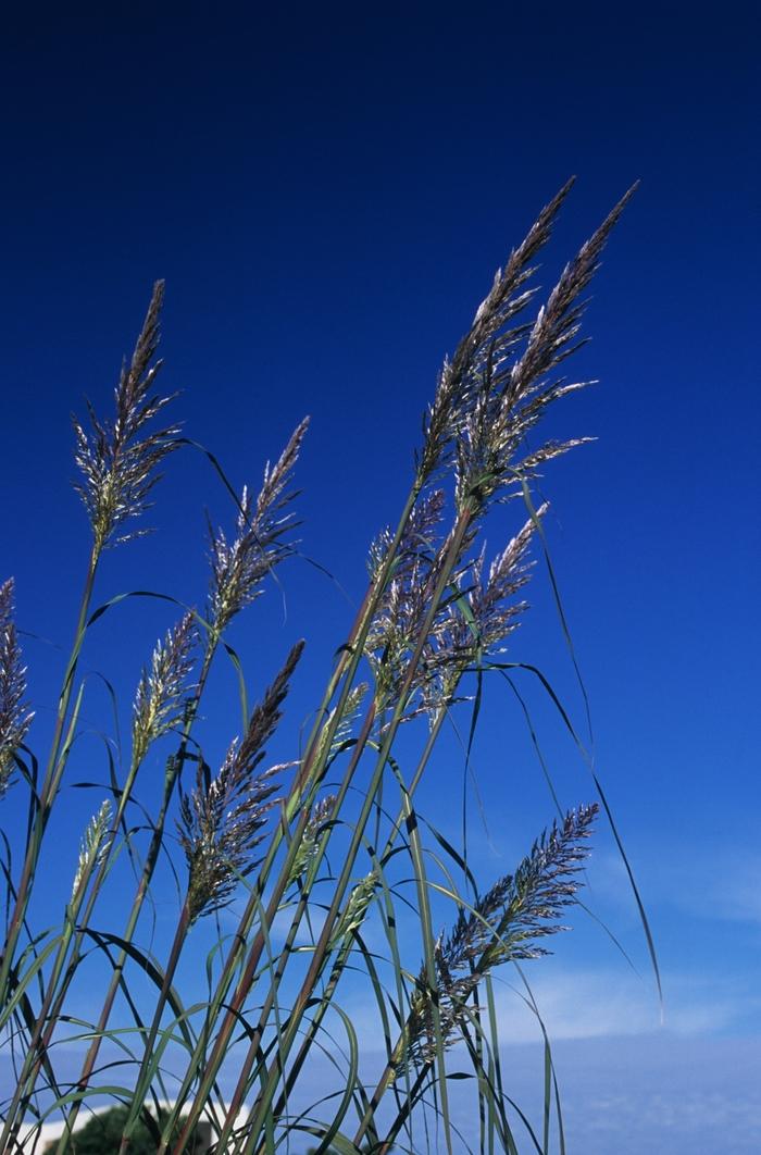 Erianthus ravennae 