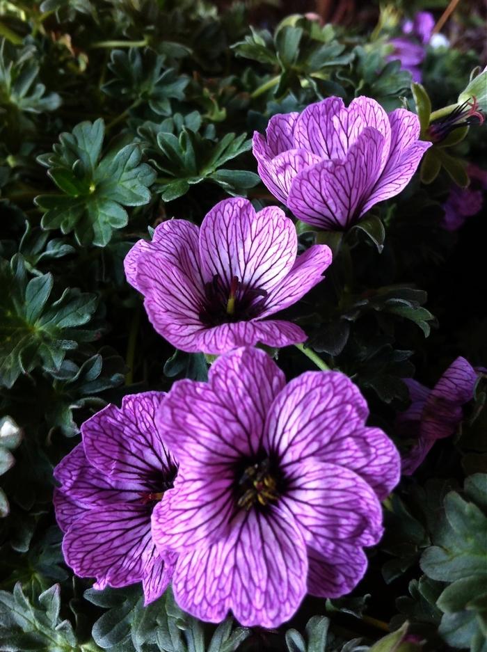 Geranium cinereum Ballerina