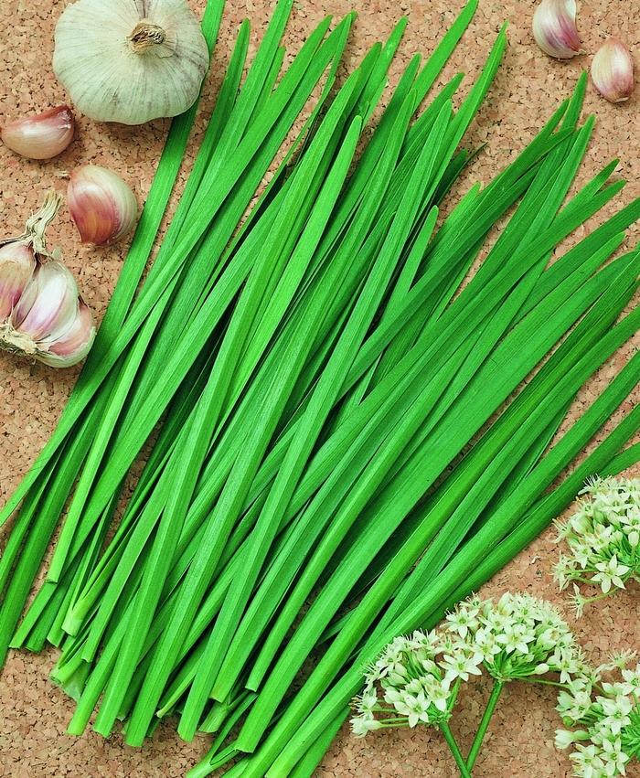 Allium tuberosum Geisha