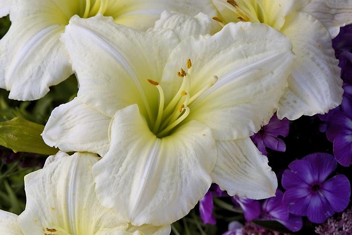 Hemerocallis Joan Senior