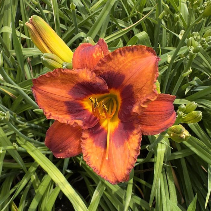 Hemerocallis Mighty Chestnut