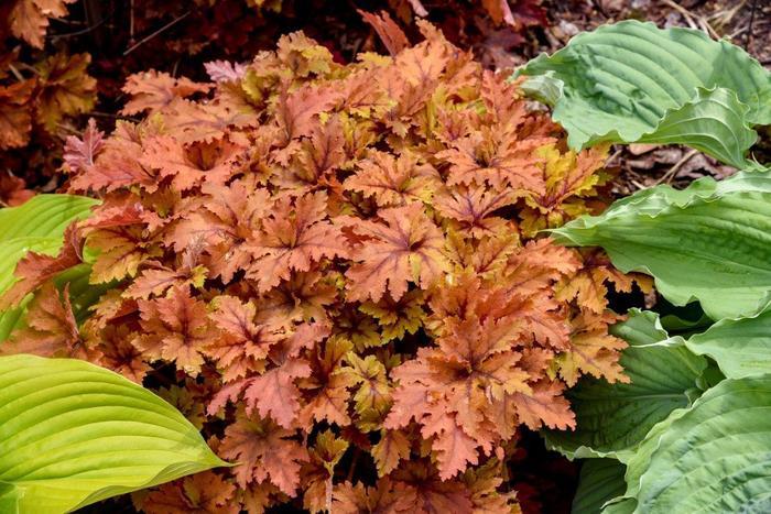 Heucherella Copper King