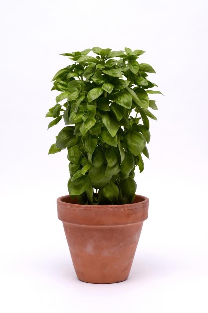 Ocimum basilicum Everleaf Genovese