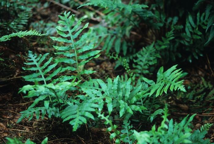 Onoclea sensibilis 