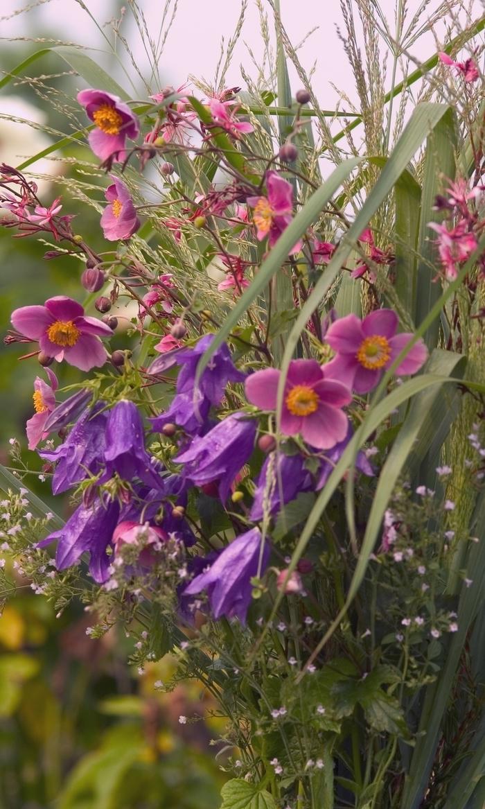 Panicum virgatum Dallas Blues