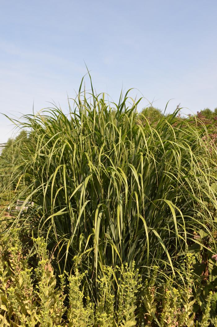Panicum virgatum Thundercloud