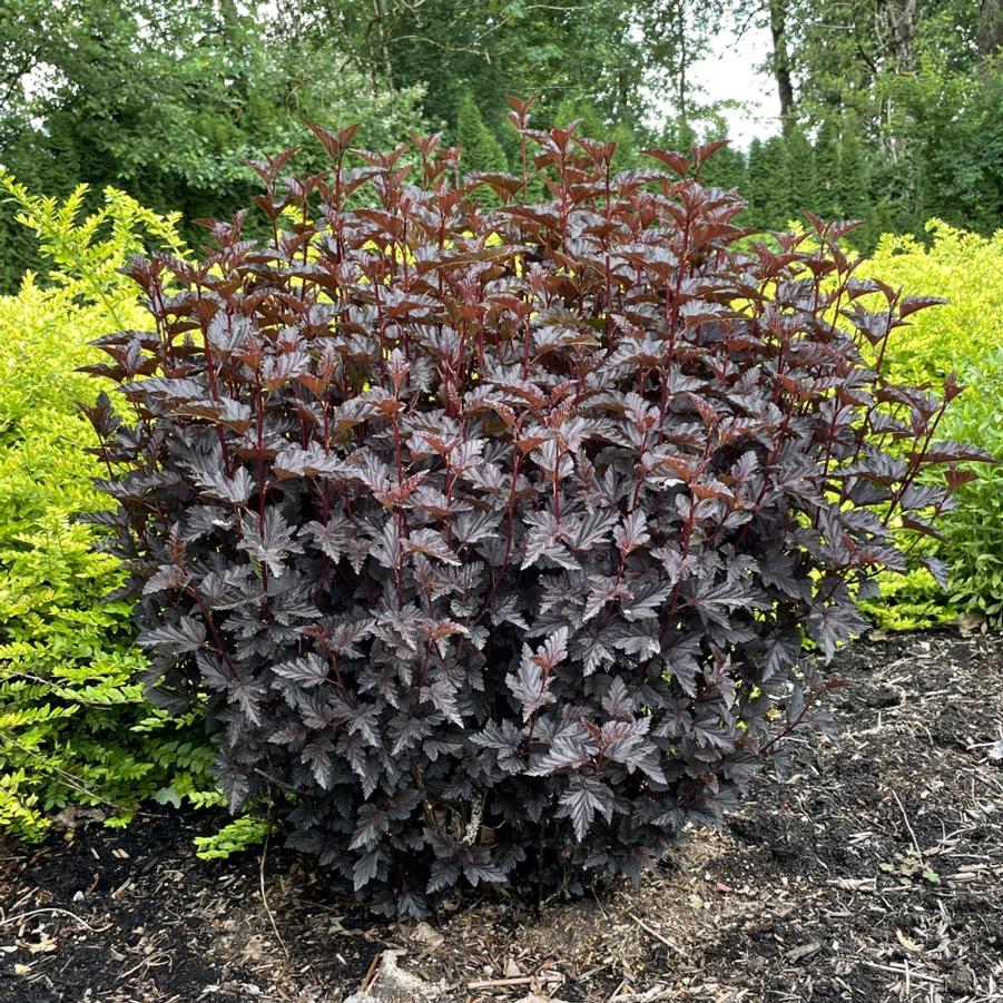 Physocarpus opulifolius 'Panther®' - Ninebark from Bloomin' Easy